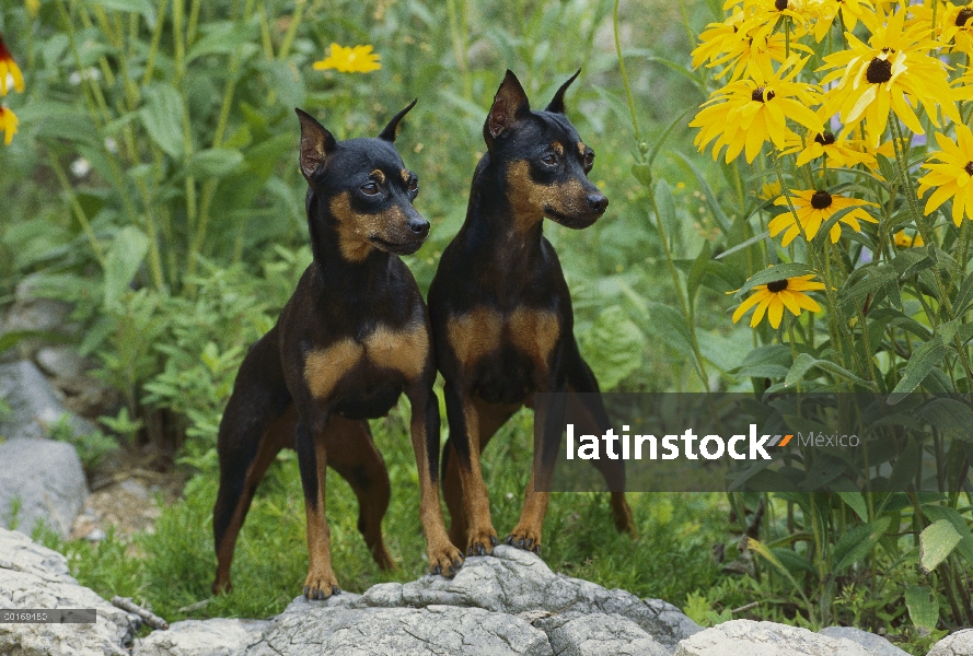 Pie de par de Pinscher miniatura (Canis familiaris) en rocas