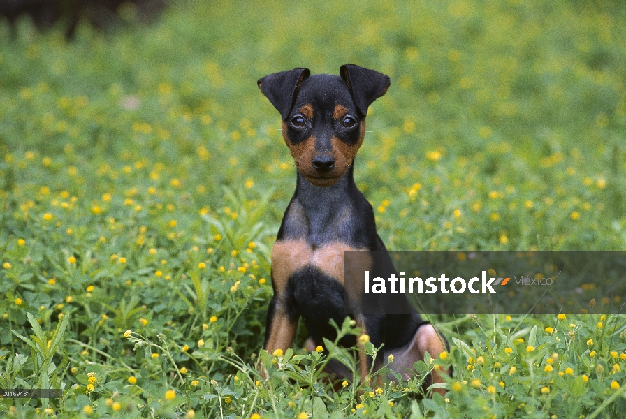 Cachorro de Pinscher miniatura (Canis familiaris) sentado en el césped