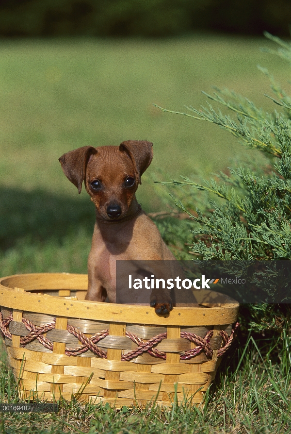 Cachorro de Pinscher miniatura (Canis familiaris) en la cesta