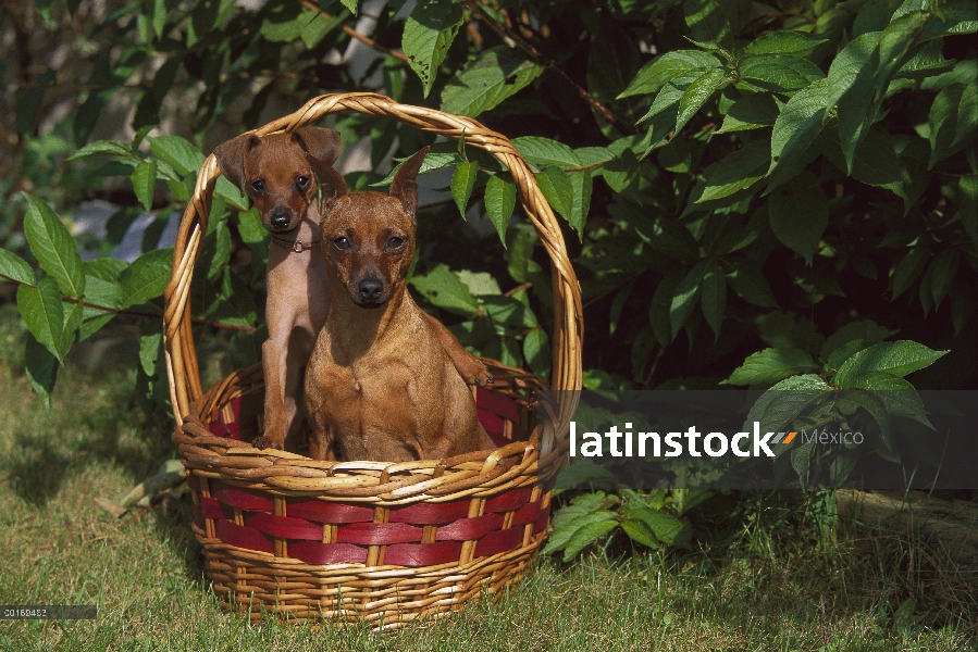 Pinscher miniatura (Canis familiaris) adulto y cachorro en la canasta