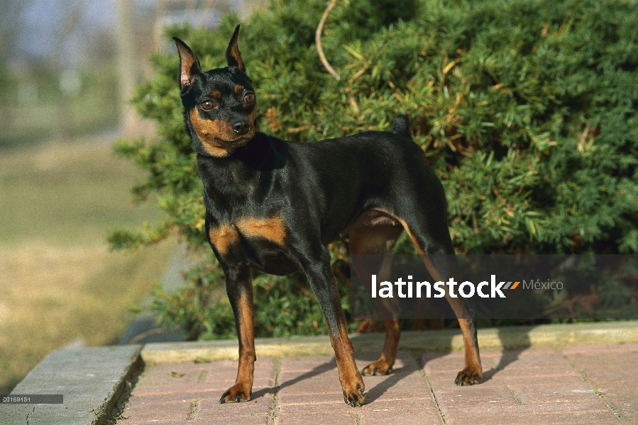 Permanente adultos miniatura Pinscher (Canis familiaris)