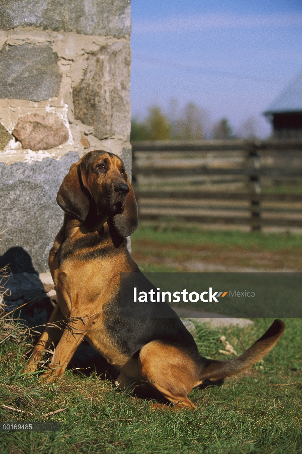 Bloodhound (Canis familiaris) al lado de la edificación