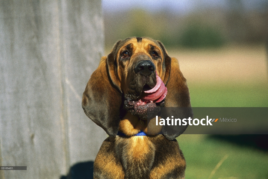 Bloodhound (Canis familiaris) lamiendo sus chuletas