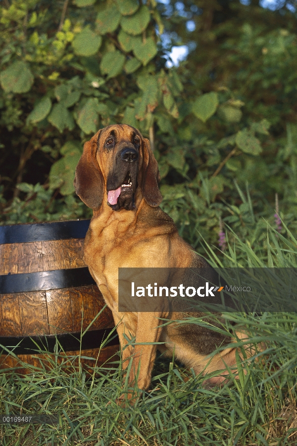 Bloodhound (Canis familiaris) sentado cerca de barril