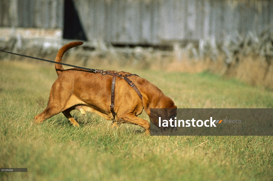 Bloodhound (Canis familiaris) de seguimiento a través de la hierba