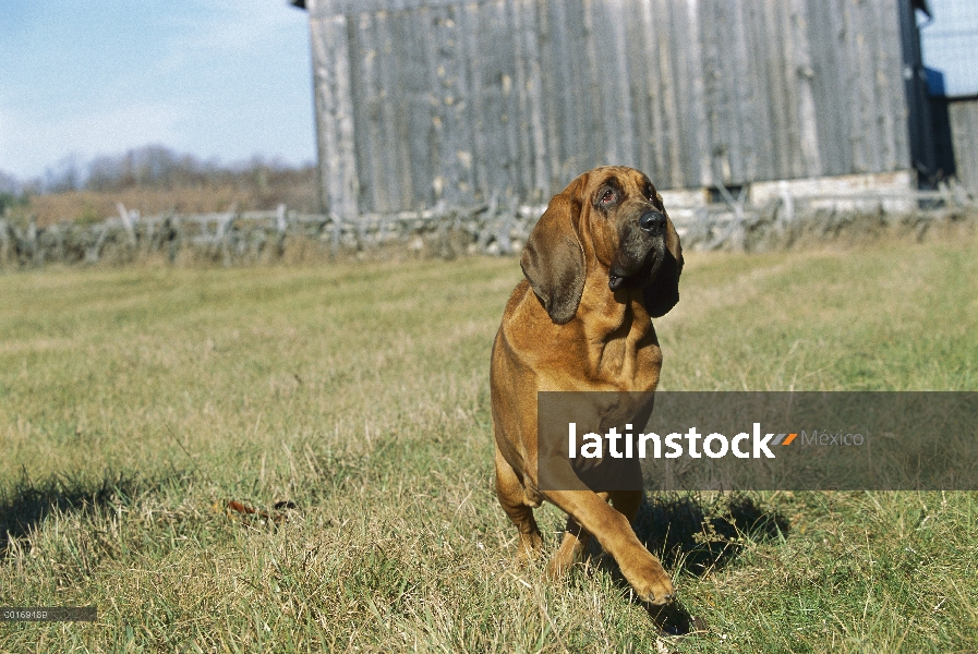 Bloodhound (Canis familiaris) caminando por la hierba