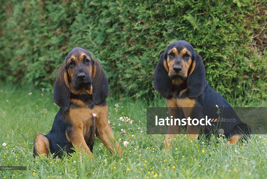 Par de Bloodhound (Canis familiaris) de cachorros en pasto