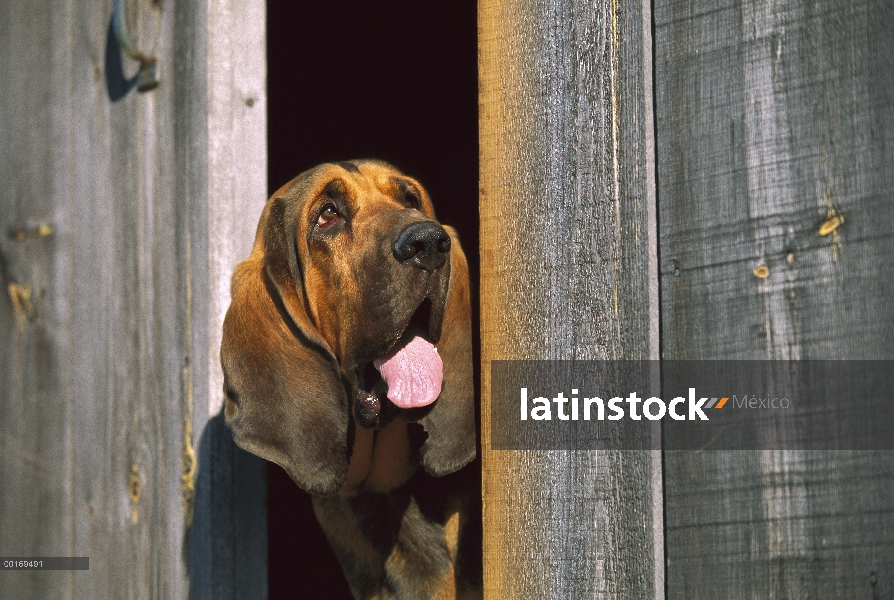 Retrato de perro de San Huberto (Canis familiaris)