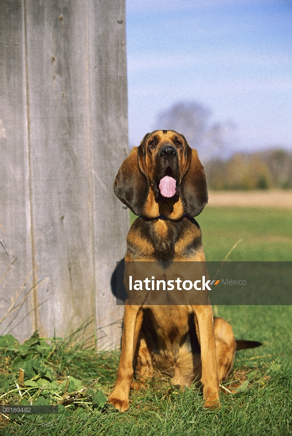 Bloodhound (Canis familiaris) sentado al lado de granero