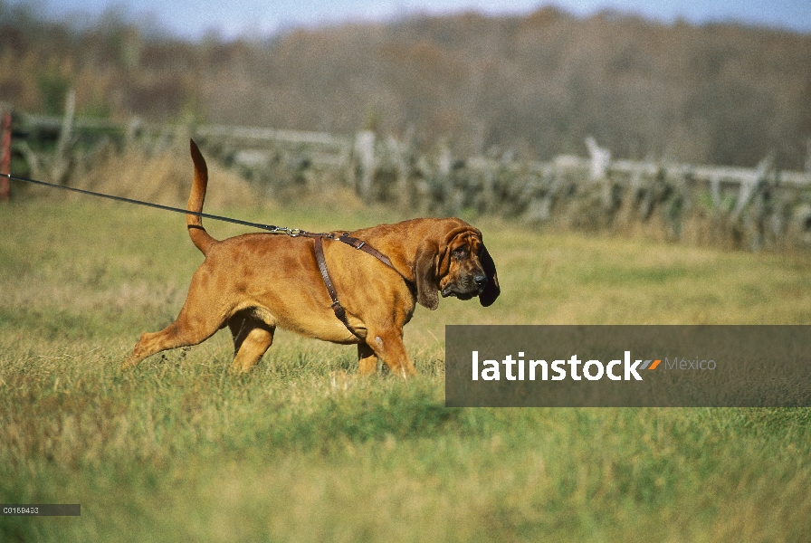 Bloodhound (Canis familiaris) de seguimiento a través de la hierba