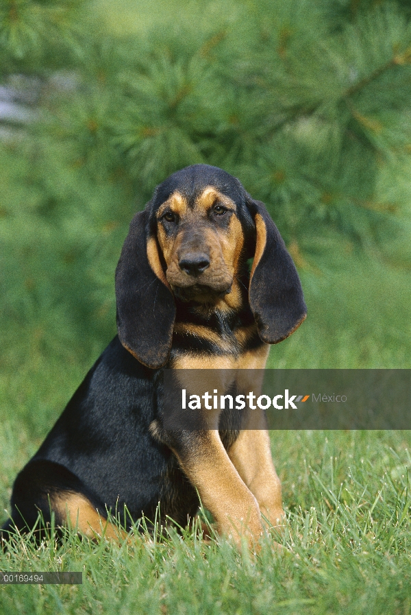 Cachorro Bloodhound (Canis familiaris)