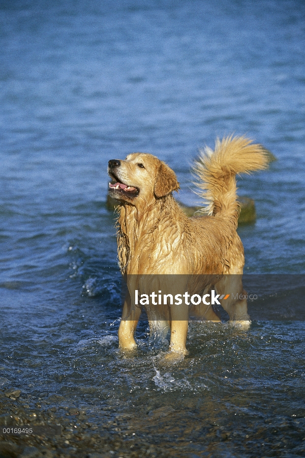 Golden Retriever (Canis familiaris) en agua