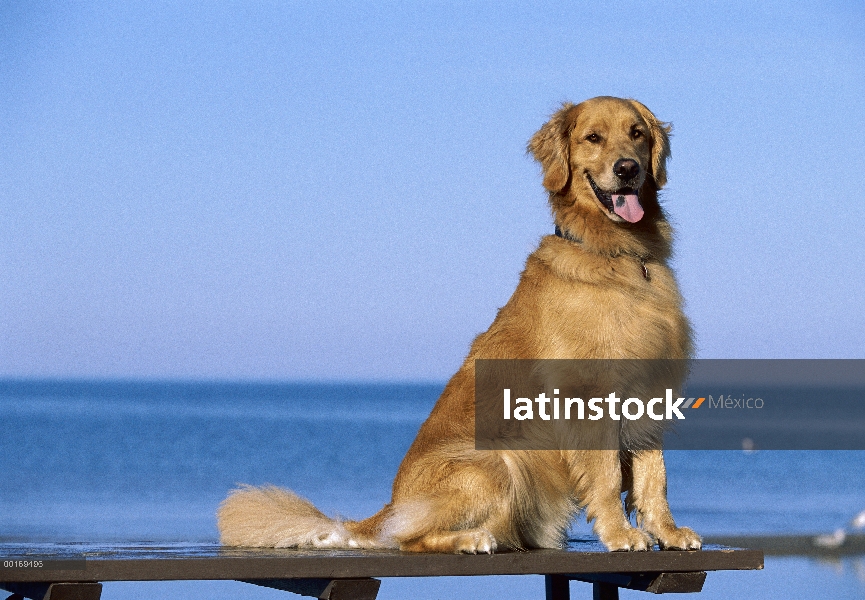 Golden Retriever (Canis familiaris) sentado en la mesa de picnic