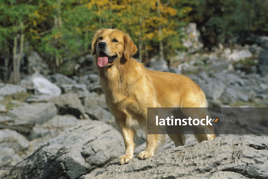 Golden Retriever (Canis familiaris) en rocas