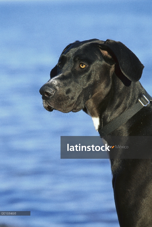 Gran Danés (Canis familiaris) negro con orejas naturales