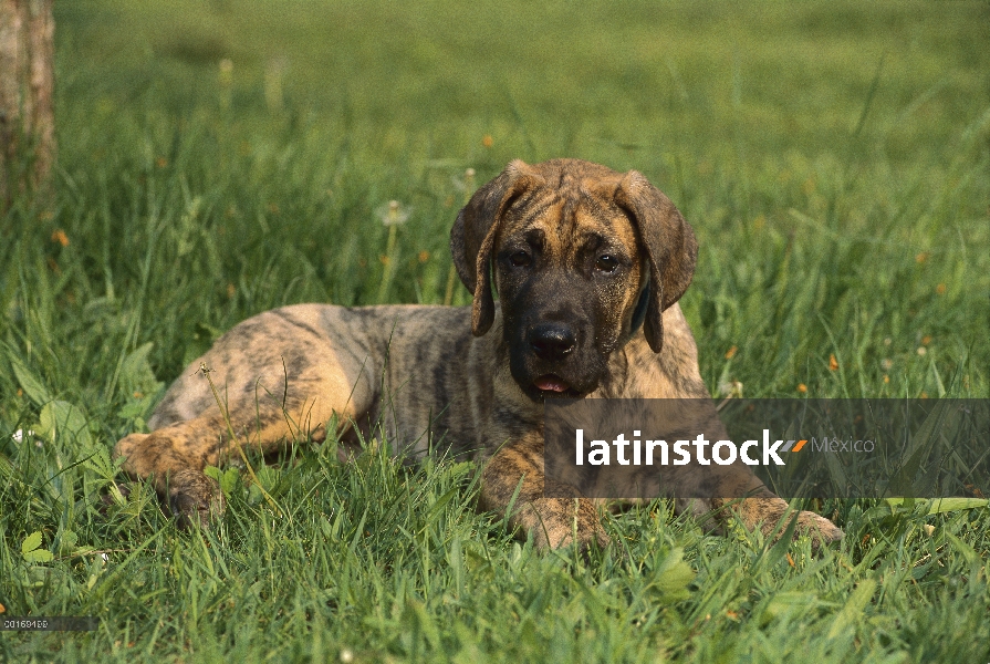 Cachorro de gran danés (Canis familiaris) atigrado tendido en la hierba