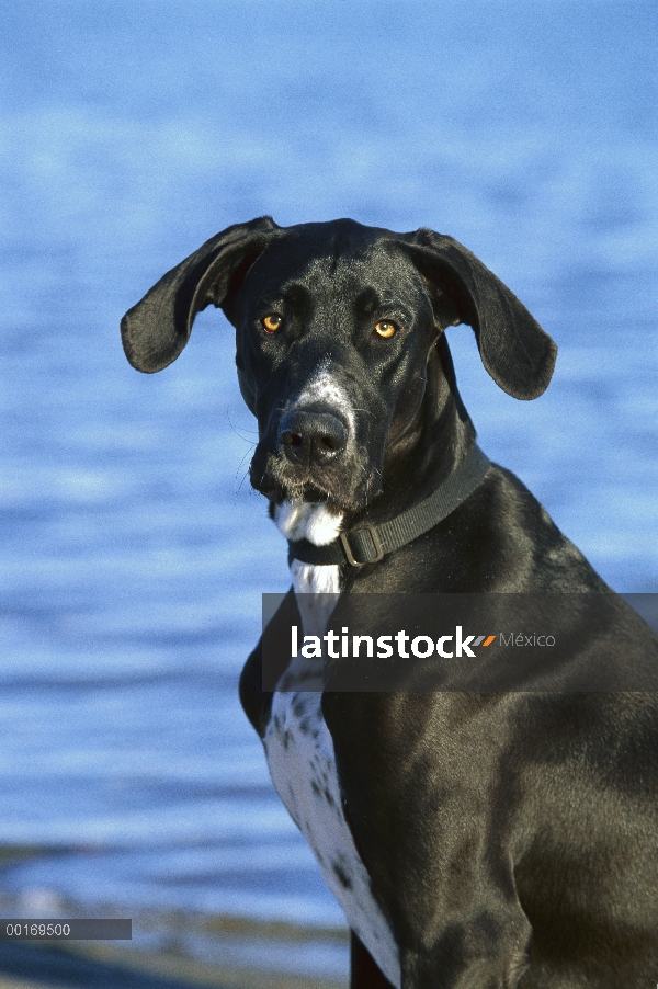 Gran Danés (Canis familiaris) retrato con orejas naturales