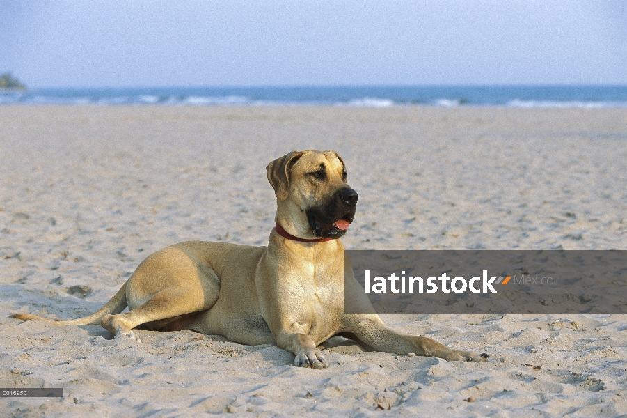 Gran Danés (Canis familiaris) con orejas naturales reclinning en playa