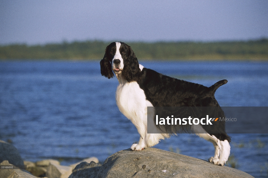 Springer Spaniel Inglés (Canis familiaris) parado en roca