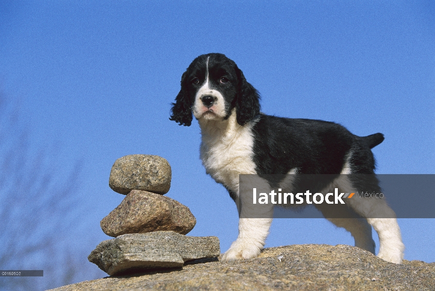 Pie de cachorro Springer Spaniel Inglés (Canis familiaris) en rocas