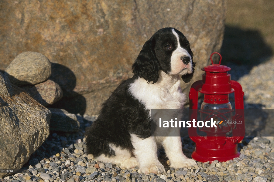 Cachorro Springer Spaniel Inglés (Canis familiaris) sentado al lado de la linterna