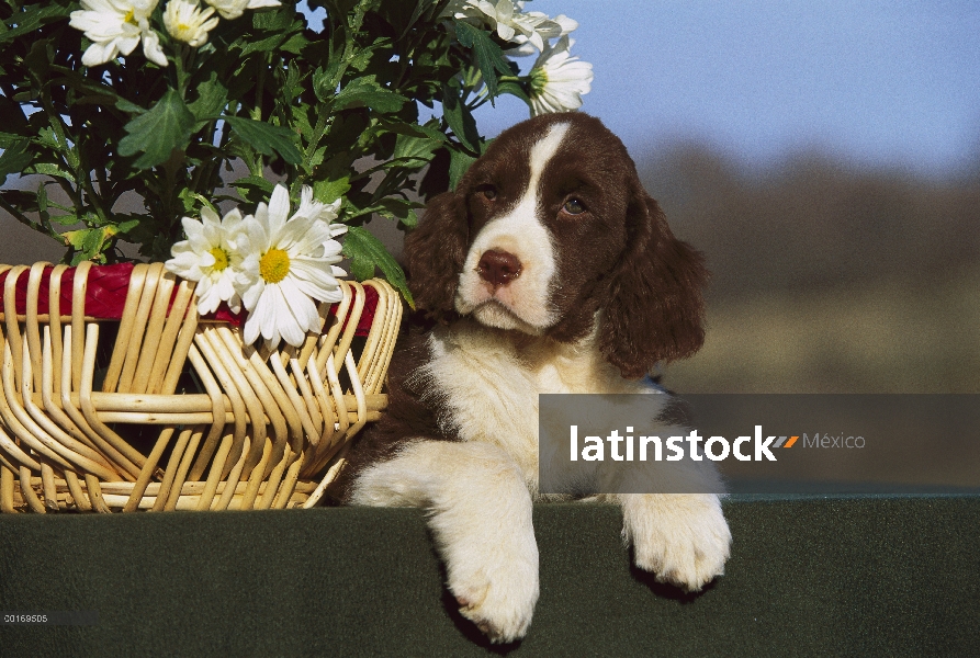 Cachorro Springer Spaniel Inglés (Canis familiaris) al lado de la cesta