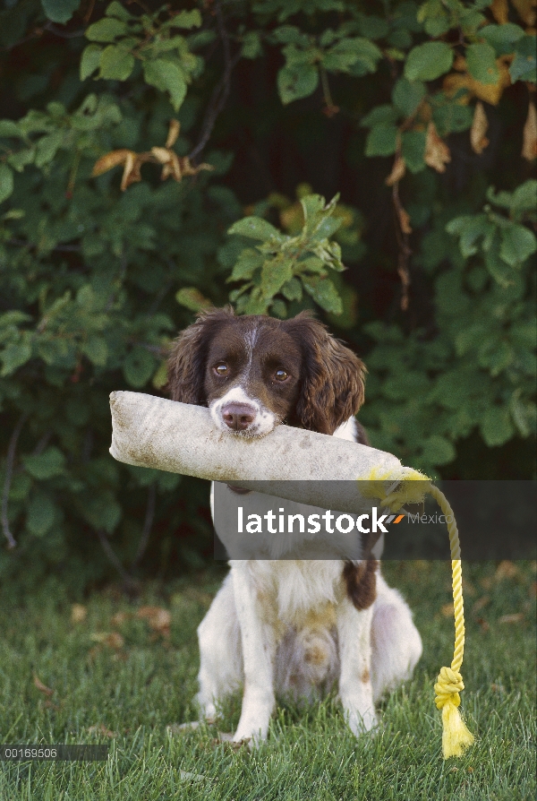 Springer Spaniel Inglés (Canis familiaris) con tope de entrenamiento