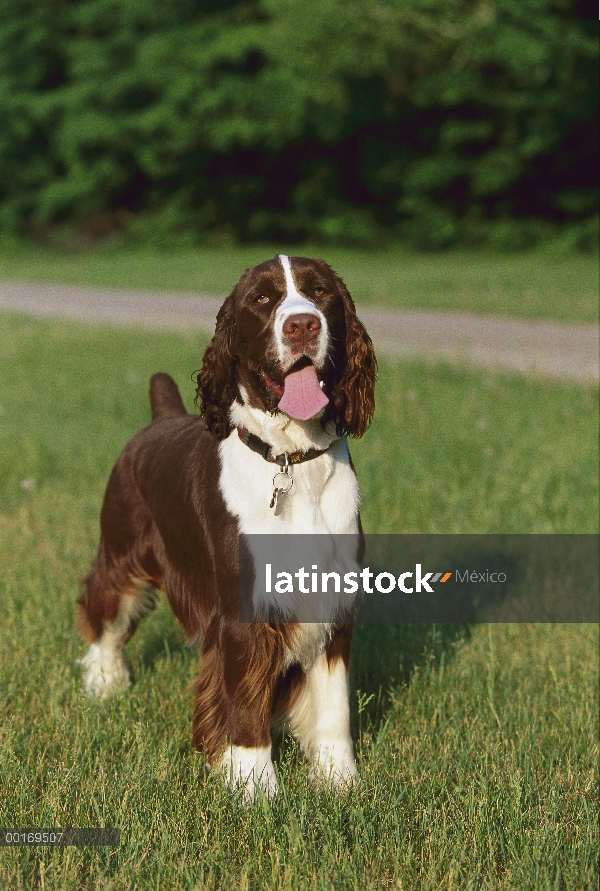 Retrato de Springer Spaniel Inglés (Canis familiaris) en césped