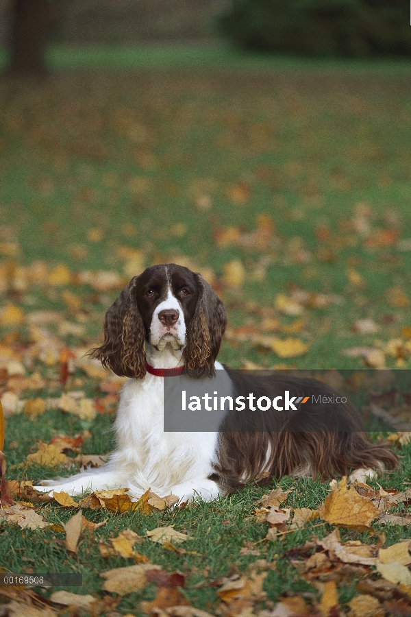 Springer Spaniel Inglés (Canis familiaris) en hojas caídas del otoño