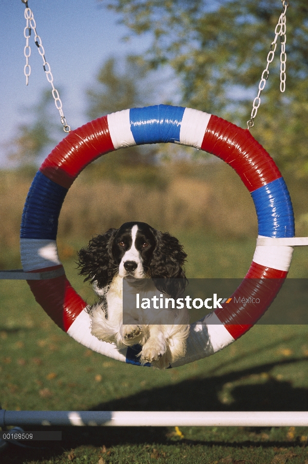 Springer Spaniel Inglés (Canis familiaris) saltando a través de neumático de agilidad