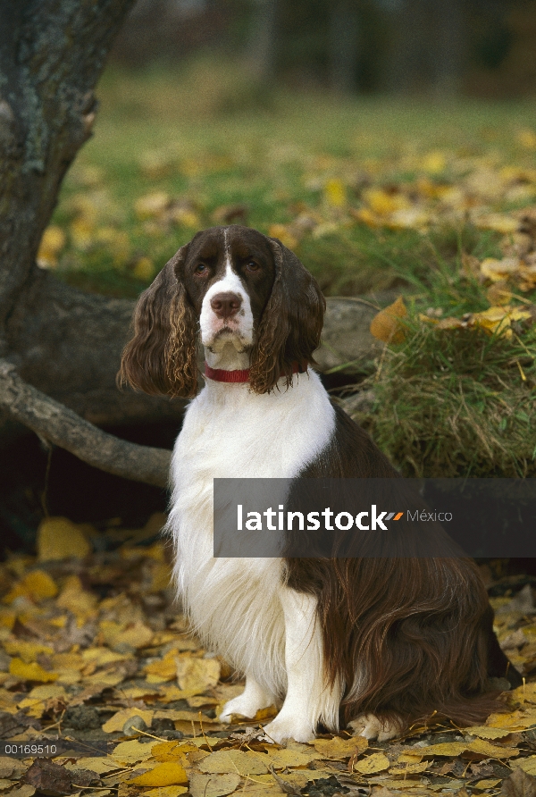 Springer Spaniel Inglés (Canis familiaris) sentado con hojas caídas de otoño