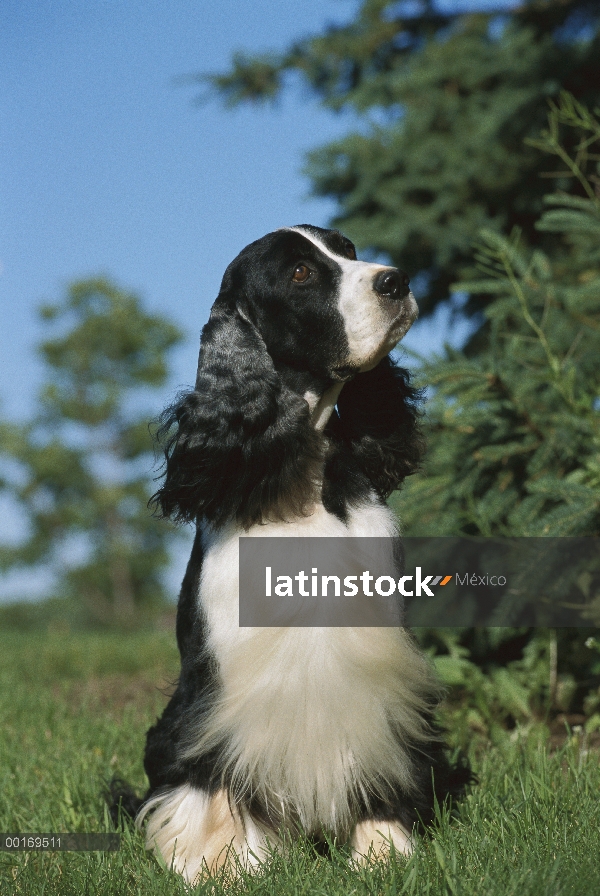 Springer Spaniel Inglés (Canis familiaris) en pasto