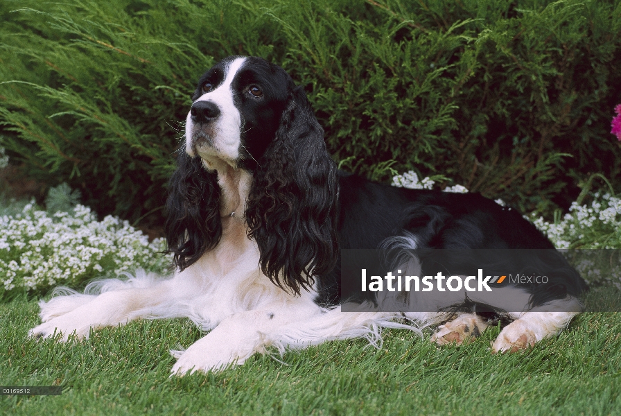 Springer Spaniel Inglés (Canis familiaris) tendido sobre la hierba