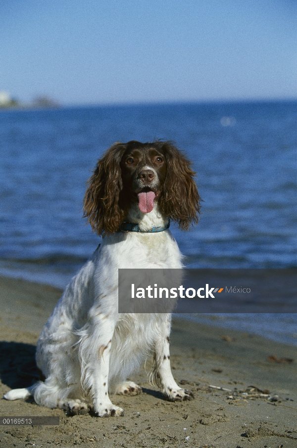 Springer Spaniel Inglés (Canis familiaris) sentado en la playa