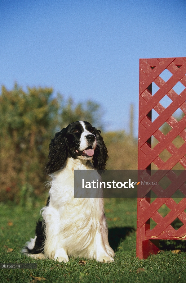 Springer Spaniel Inglés (Canis familiaris) sentado al lado de la cerca