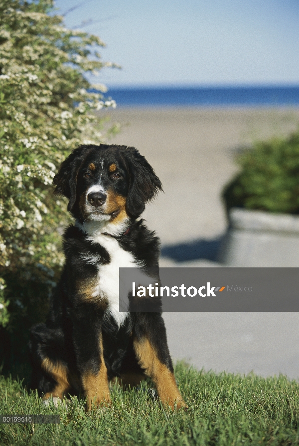 Cachorro de perro (Canis familiaris) sentado en la hierba