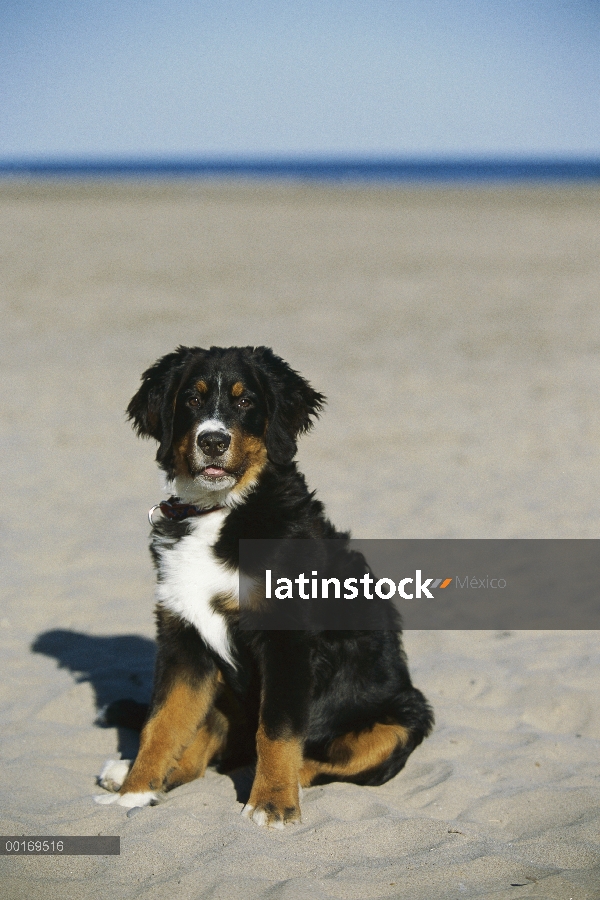 Cachorro de perro (Canis familiaris) sentado en la arena