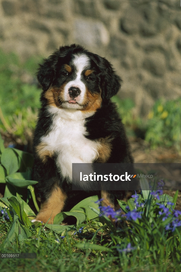 Cachorro de perro (Canis familiaris)