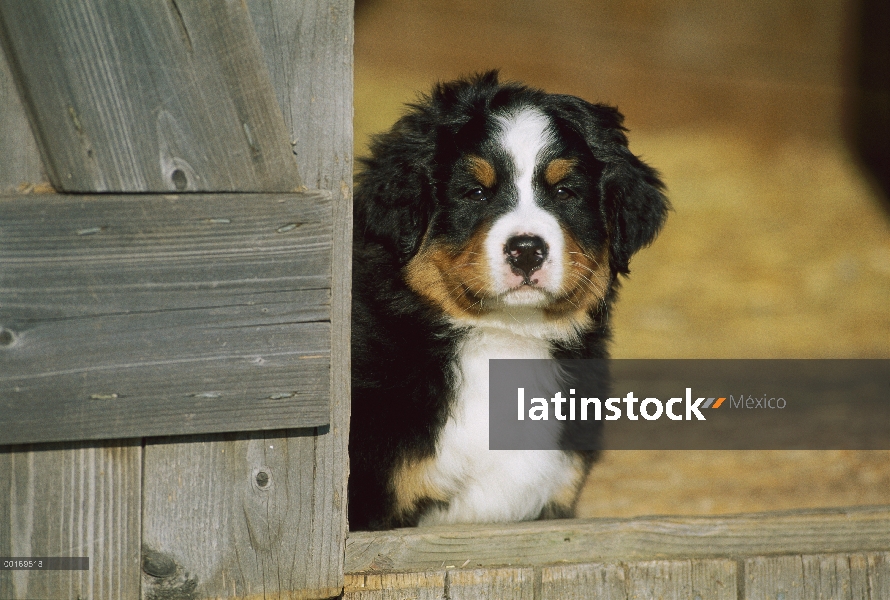 Cachorro de perro (Canis familiaris)