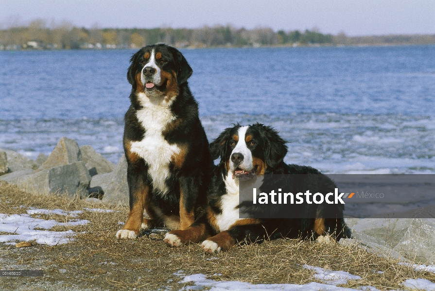 Perro (Canis familiaris) pari sentada por invierno de lago