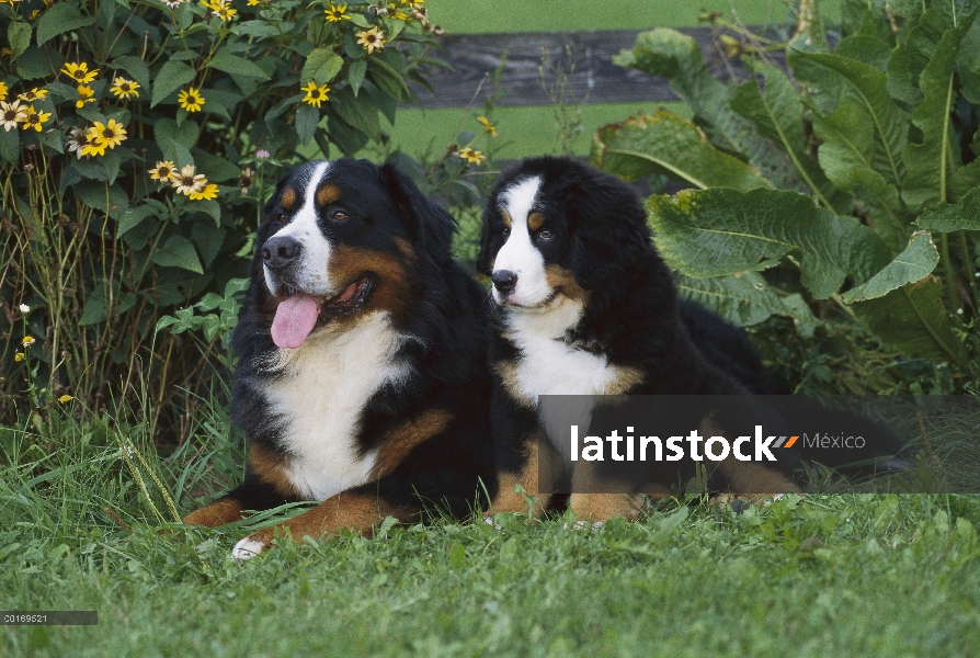 Cachorro y adulto de perro (Canis familiaris)