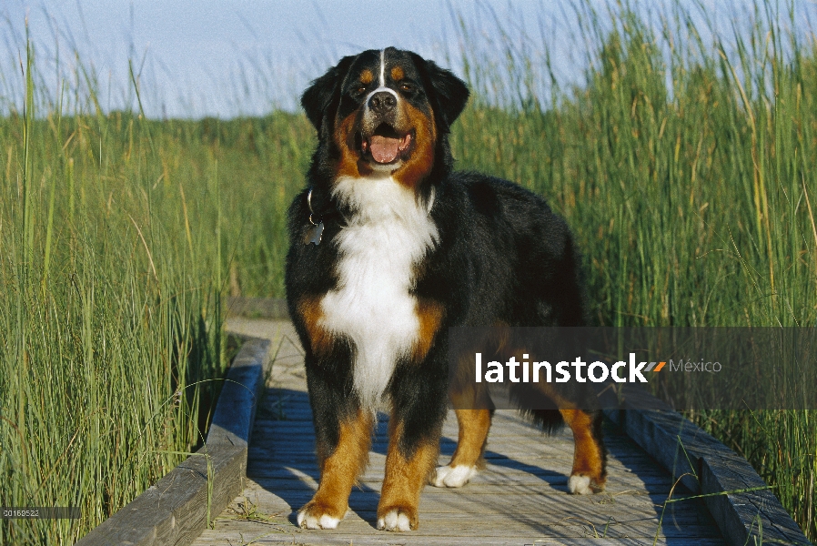 Perro (Canis familiaris) en ruta