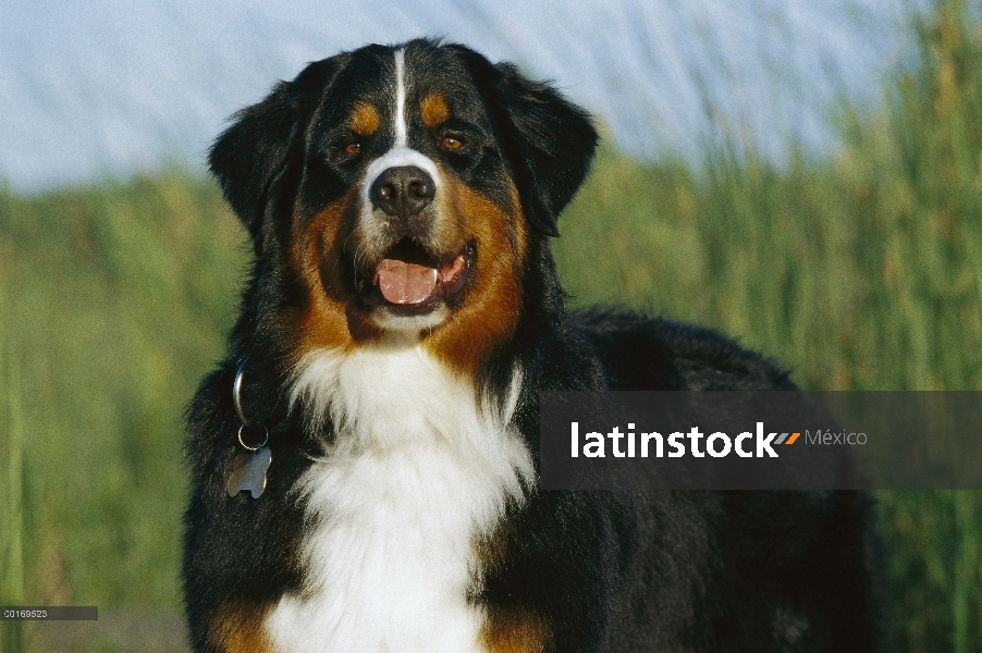 Retrato de perro (Canis familiaris)