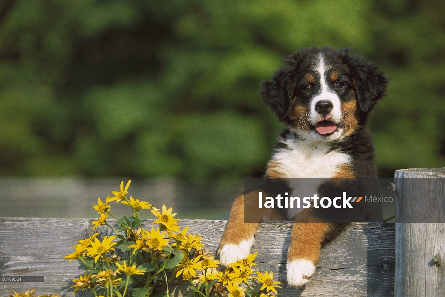 Cachorro de perro (Canis familiaris) con las patas delanteras en la valla