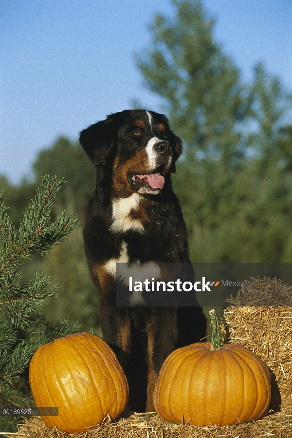 Perro (Canis familiaris) sobre calabazas