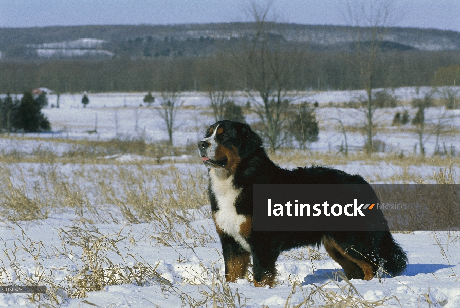 Perro (Canis familiaris) en nieve