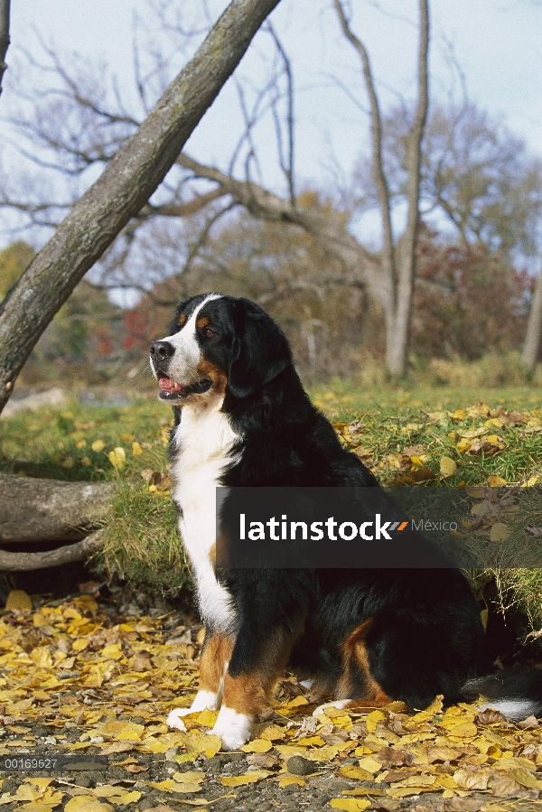 Perro (Canis familiaris) sentado entre otoño caído las hojas