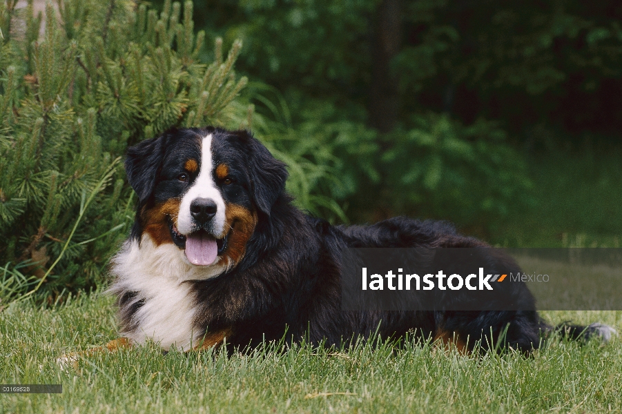 Perro (Canis familiaris) en praderas