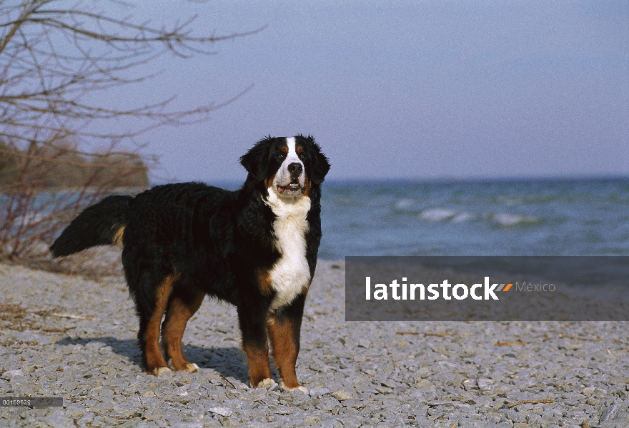 Perro (Canis familiaris) en la playa