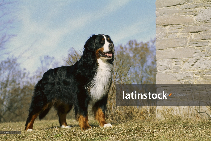 Perro (Canis familiaris) adulto parado al lado de edificio de piedra